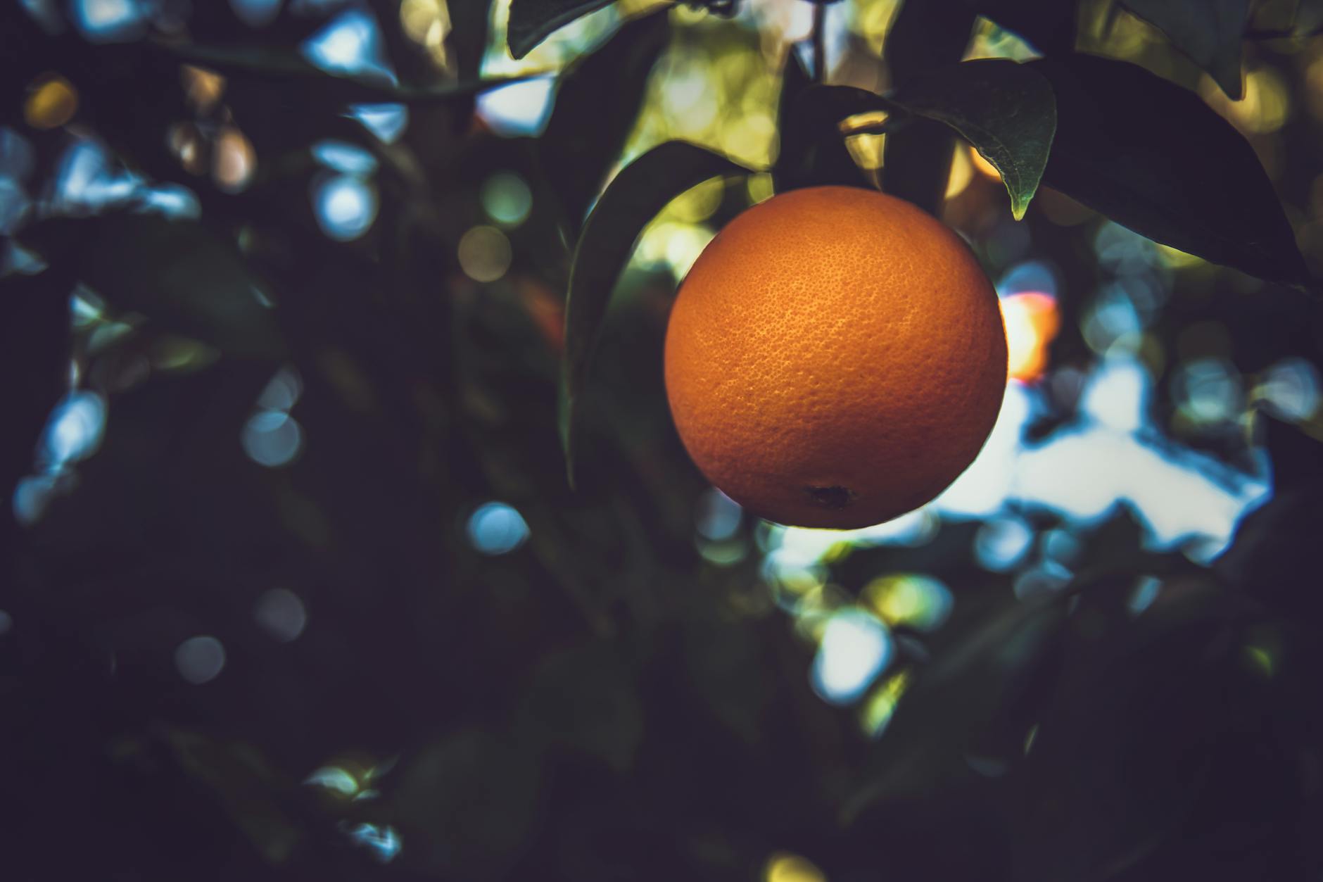 trait of Neroli