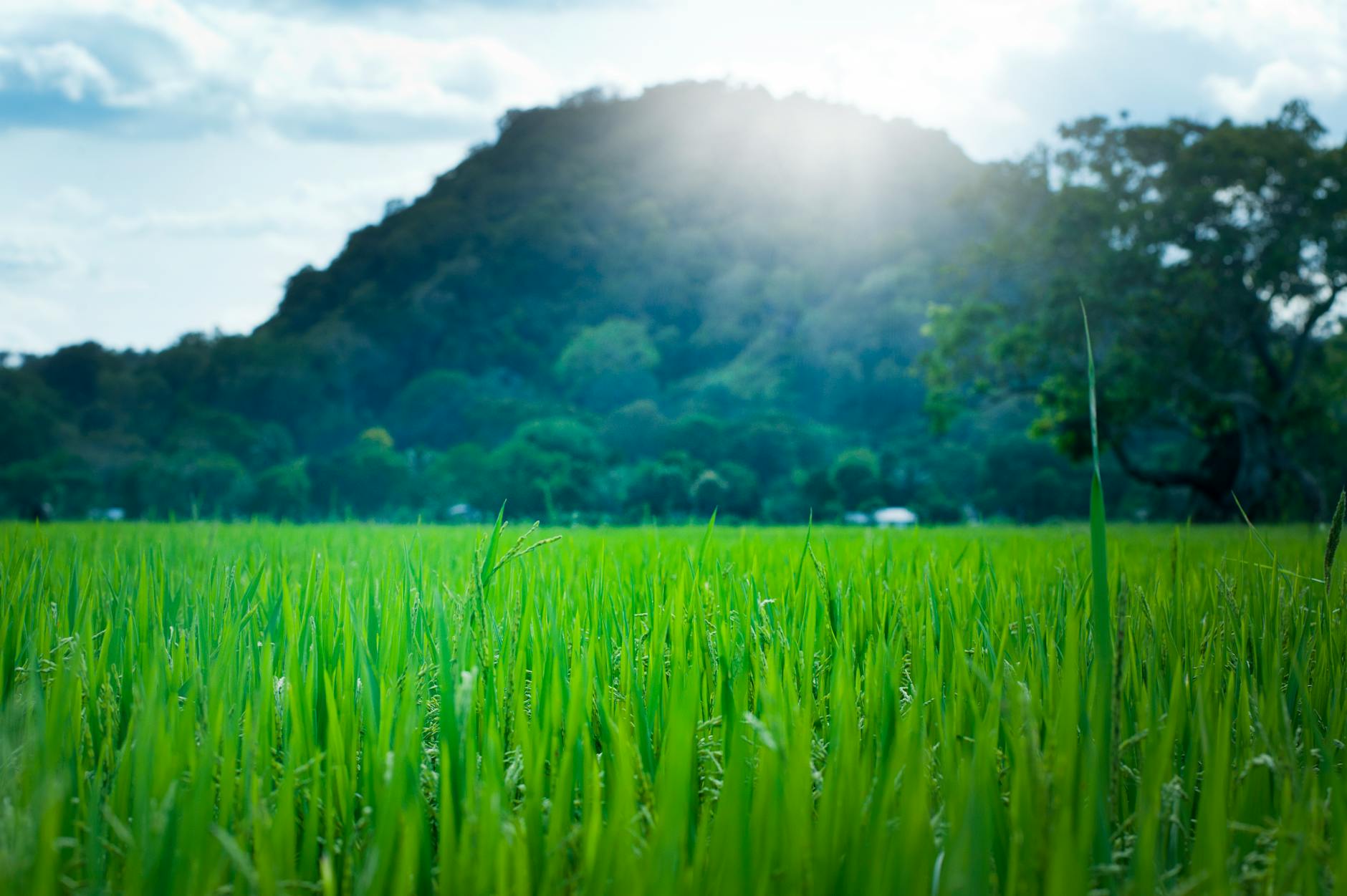 note of Vetiver